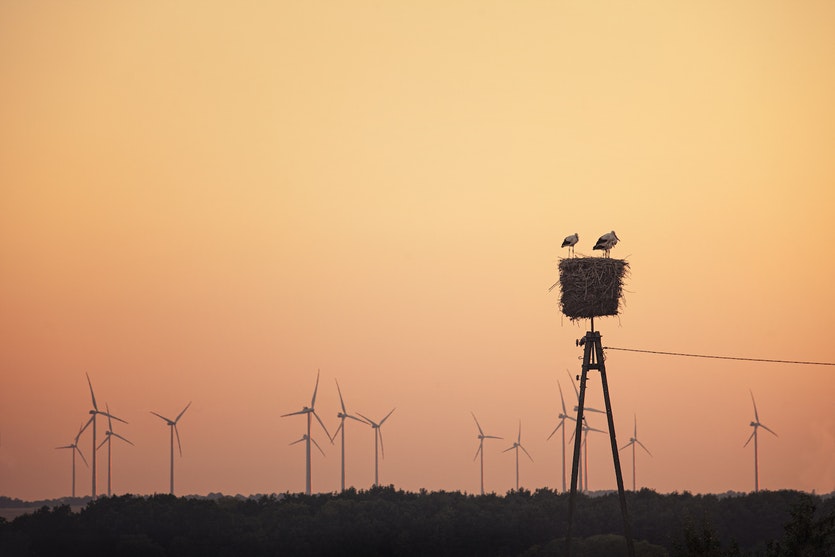 Wind turbines impact Western Ghats ecology